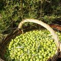 Fête des olives vertes 2009